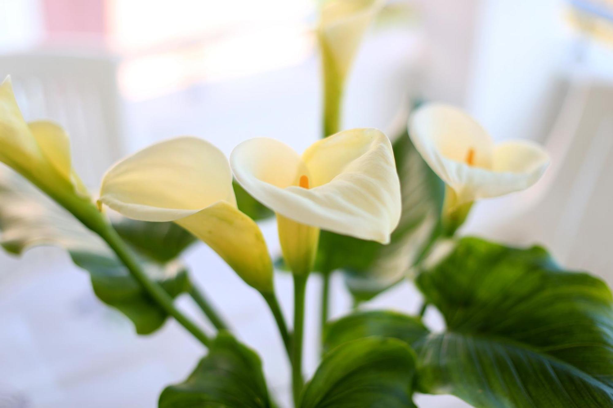 Apartments Olga โบชาวา ภายนอก รูปภาพ
